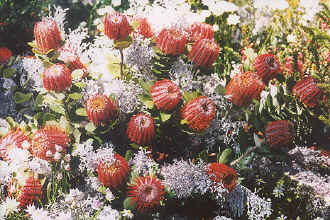 Kings Park banksia coccinea.jpg (119154 bytes)