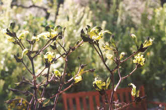 Kings Park kangaroo paw black and green.jpg (65485 bytes)