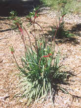 Kings Park kangaroo paw red green.jpg (251847 bytes)