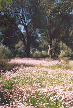 Kings Park pink flowers.jpg (141793 bytes)