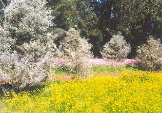 Kings Park pink yellow flowers horizontal.jpg (142133 bytes)