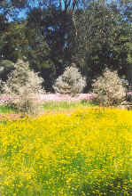 Kings Park pink yellow flowers.jpg (151229 bytes)