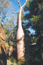 Perth zoo boab tree.jpg (115913 bytes)