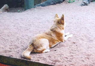 Perth zoo dingo.jpg (56656 bytes)