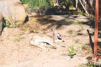 Perth zoo kangaroo.jpg (91515 bytes)