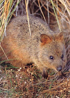 quokka